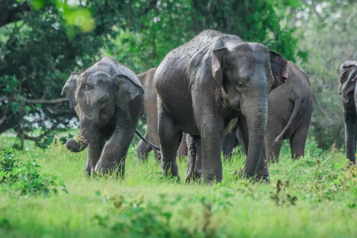 A group of Sri Lankan elephants roaming freely in their natural habitat, surrounded by lush greenery.